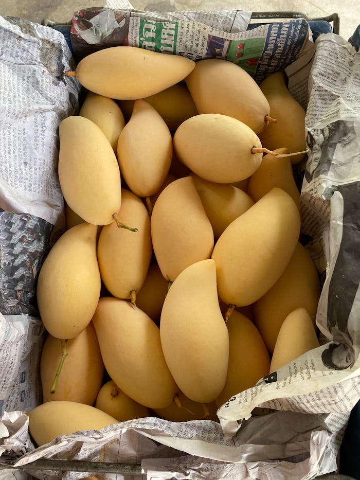 High-quality yellow mangoes in a crate, perfect for tropical fruit enthusiasts.