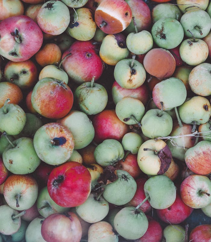 services-02 Close-up of vibrant red and green rotten apples, showcasing natural decay.